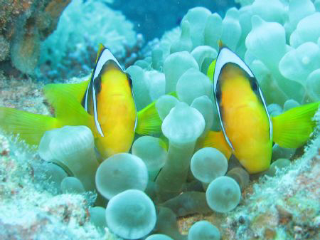 Anemone Fish in Dahab, Canon Powershot G7, November 2007 by Dominique Schuelin 