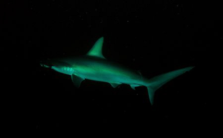 Hammerhead in Rasdhoo Atoll, Divesite Madivaru. Nikon D80 by Andy Kutsch 
