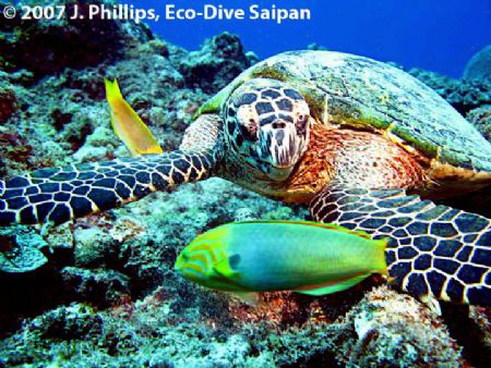 Hawksbill Turtle, Eretmochelys imbricata, off southern re... by Jim Phillips 