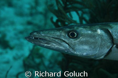 Barracuda on the run by Richard Goluch 