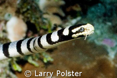 Sea Snake, Wakatobi, Nikon D70s, 60mm, twin Ikelite D-125... by Larry Polster 