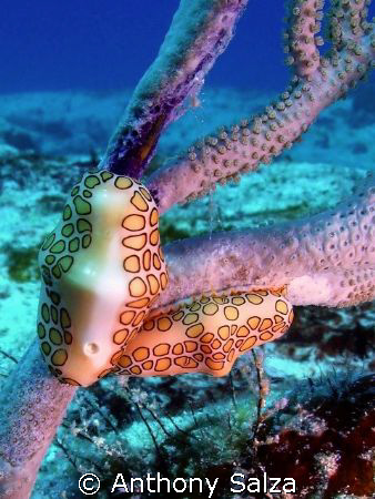 A pair of Flamingo Tongues eating coral in Cozumel off To... by Anthony Salza 