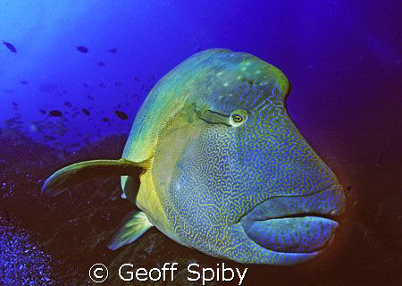 inquisitive Napoleon wrasse by Geoff Spiby 