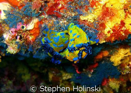 Colorful Love.  Poor Knights diving in New Zealand, taken... by Stephen Holinski 
