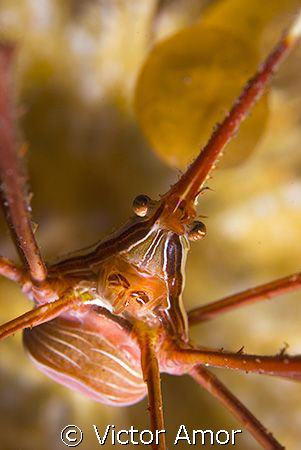 Arrow crab by Victor Amor 