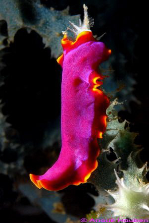 Flatworm, Pseudobiceros sp. Picture taken at Apo island, ... by Anouk Houben 