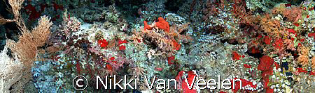 Little bit small here - but this is a panorama compositio... by Nikki Van Veelen 