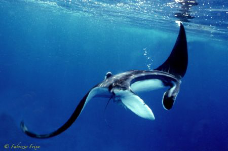 This splendid copy of Manta, has been photographed, in ap... by Fabrizio Frixa 