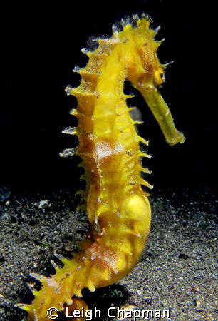 Seahorse. Lembeh. Nikon D200. by Leigh Chapman 