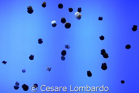 Still Image
Jelly Fish
China
No Strobes

 by Cesare Lombardo 