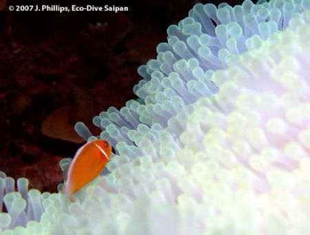 Pink Anemonefish, Amphiprion perideraion, with requisite ... by Jim Phillips 