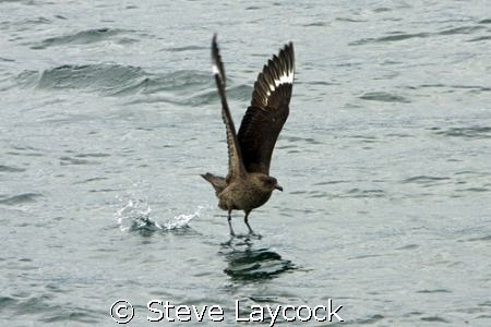 Chilean skua / brown skua in the Southern Atlantic / Beag... by Steve Laycock 