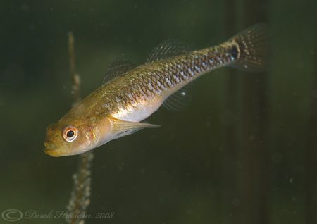Two spot goby. D200, 105mm. by Derek Haslam 