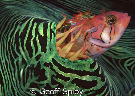 a clinid emerging from a giant clam by Geoff Spiby 