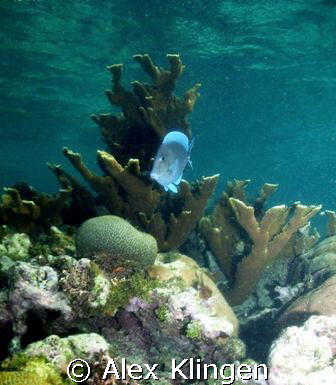 Lonely Blue Tang, natural light. by Alex Klingen 