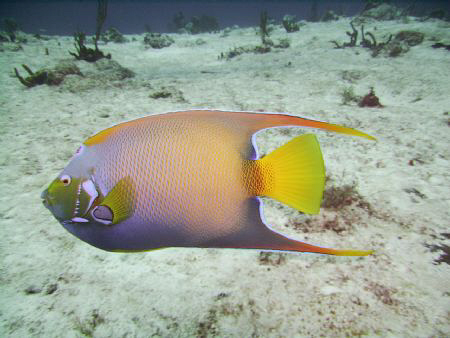 Queen Angel Fish - shot in Cozumel on Tormentos Reef usin... by Robert Waffle 