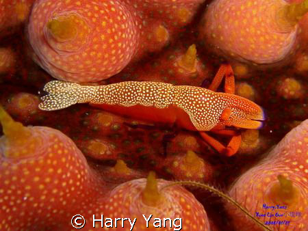 CASIO EX-Z1000
8mm ; F/5.6 ; 1/60sec. 2008/1/1 10:39.
X... by Harry Yang 