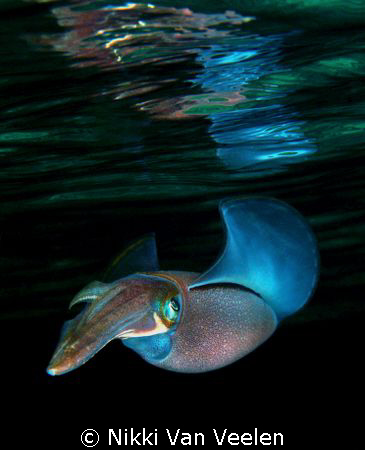 Reef squid taken on a night dive at Ras Umm Sid. by Nikki Van Veelen 