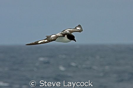 Cape petrel, flyig over the Southern Ocean, in Drake's pa... by Steve Laycock 