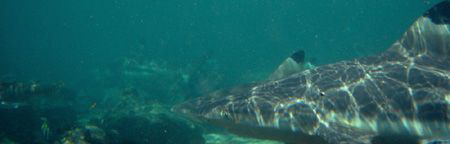 Black Tips lining up in the shallows. by Dan Lee 