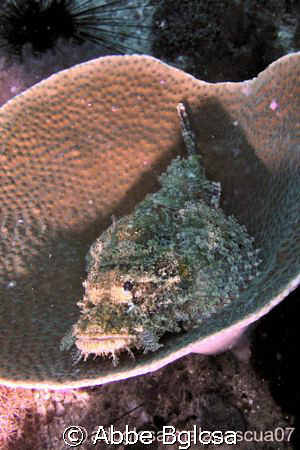 Stone Fish?  Scorpion Fish ? resting on a hard coral...Re... by Abbe Bglcsa 