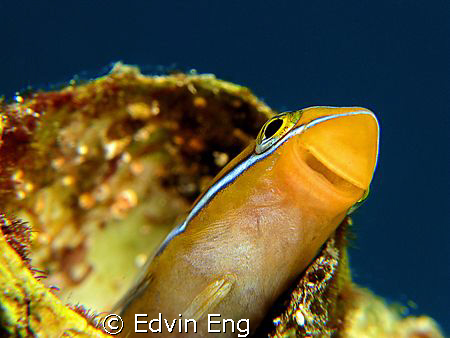 Say, Cheese! Taken in Mataking, with Canon G9. by Edvin Eng 