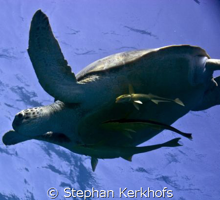 Green (sea) Turtle
(Chelonia mydas) and 3 remora (Echene... by Stephan Kerkhofs 