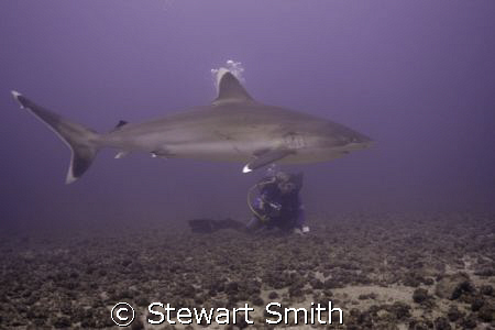 SILVERTIP - COCOS by Stewart Smith 