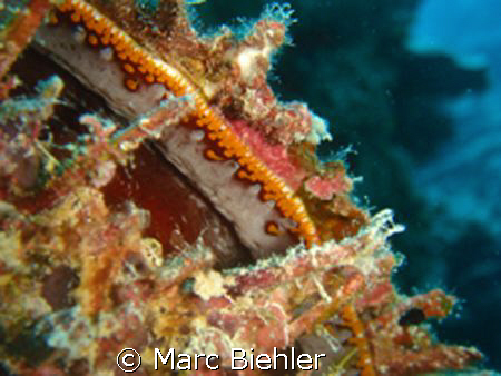 OYSTER, Bora Bora  by Marc Biehler 