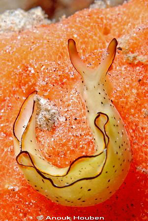 Elysia ornata. Picture taken at the pier in Dauin, Philip... by Anouk Houben 