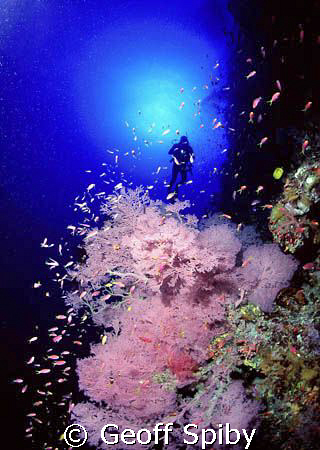 the largest gorgonian fan I have ever seen-at 46 meters a... by Geoff Spiby 