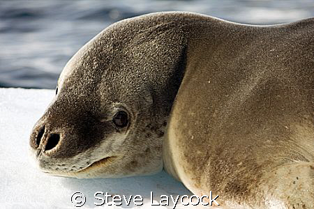 leopard seal, on an Antartic iceburg by Steve Laycock 