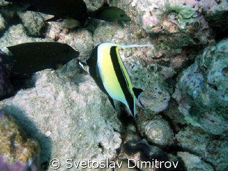 Moorish idol, Olimpus Mui 700 by Svetoslav Dimitrov 
