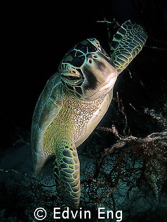 Ninja Turtle! Taken in Sipadan with Canon S80. by Edvin Eng 