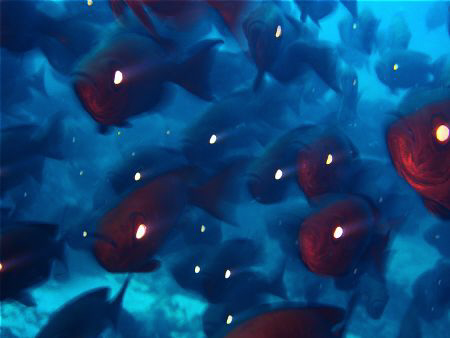 Soldier fish on the move. by Melissa So 