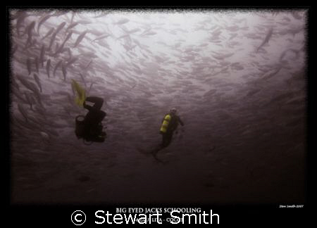 SCHOOLING BIG EYED JACKS by Stewart Smith 