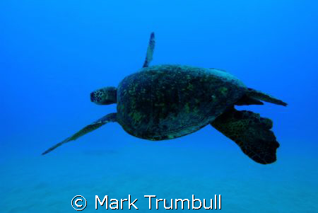 West Side Honu by Mark Trumbull 