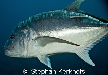 Giant trevally (Caranx ignobilis) at shark & yolanda reef... by Stephan Kerkhofs 