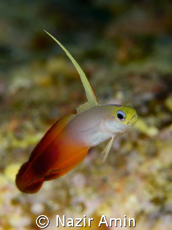 Dart fish...
Location: Pulau Weh by Nazir Amin 