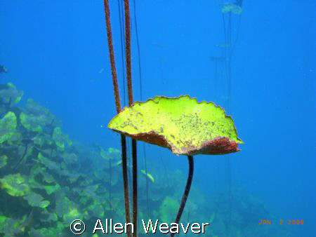 Media Luna.  Rio Verde, San Luis Potosi
90 degress f.  y... by Allen Weaver 