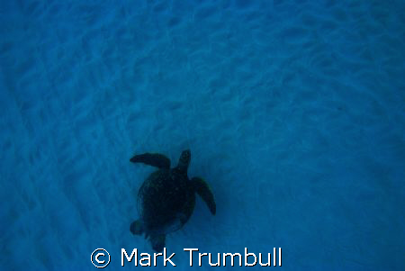 Honu Desert Landing by Mark Trumbull 