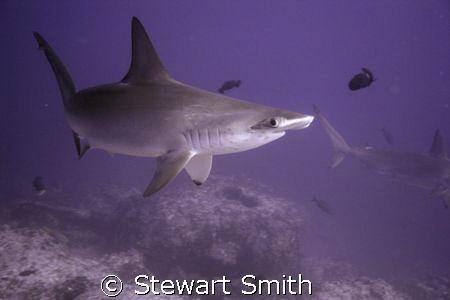 HAMMER TIME by Stewart Smith 