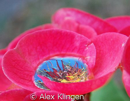 Saw this one morning in the garden. by Alex Klingen 