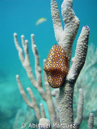 Flamingo Tongue, Cerro Gordo, Vega Alta by Abimael Márquez 