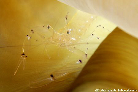 Commensal shrimp. Picture taken on the second reef off Ne... by Anouk Houben 