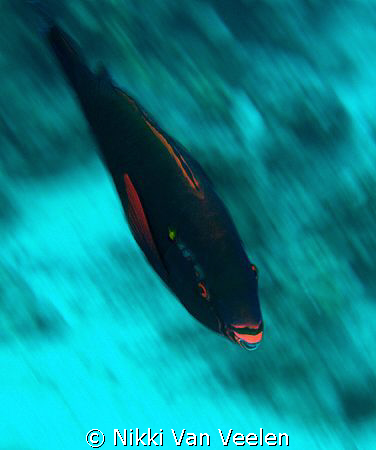 Panning along at low shutter speed (1/10) with this parro... by Nikki Van Veelen 