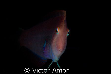 Slim face by Victor Amor 