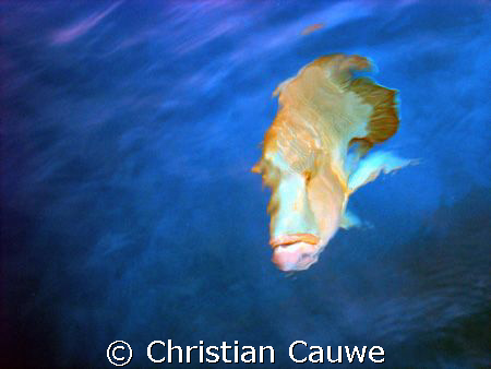 curious wrasse, from boat by Christian Cauwe 