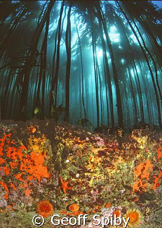 COLOURFUL REEFLIFE UNDER THE KELP FOREST IN FALSE BAY, CA... by Geoff Spiby 