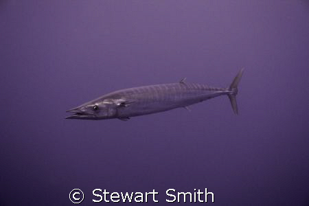 WAHOOOOOOOOOOOOO by Stewart Smith 
